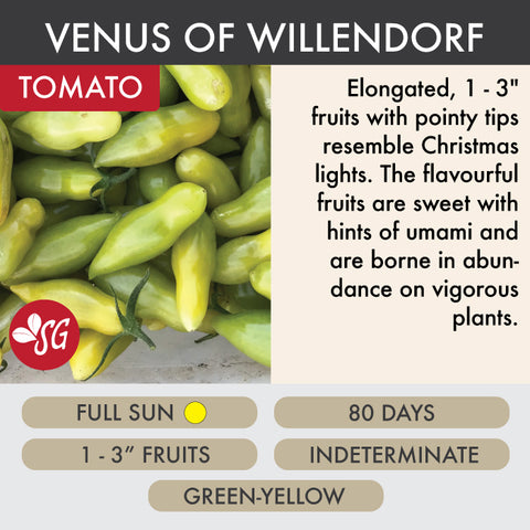 Venus of Willendorf - Tomato Plant Pre-Order 2026