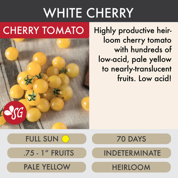 White Cherry - Tomato Plant Pre-Order 2026