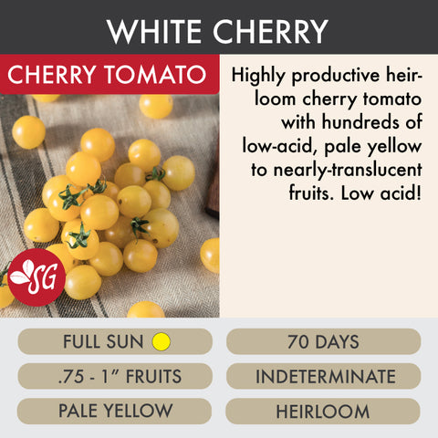 White Cherry - Tomato Plant Pre-Order 2026