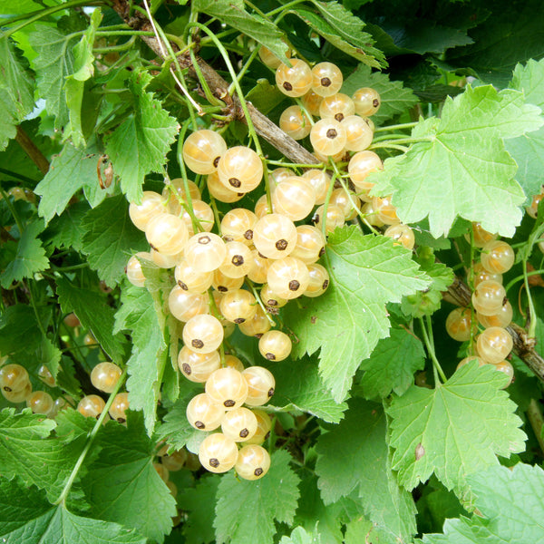 Currant, White Pearl - 1-gallon