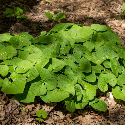 Live Plant -  Wild Ginger