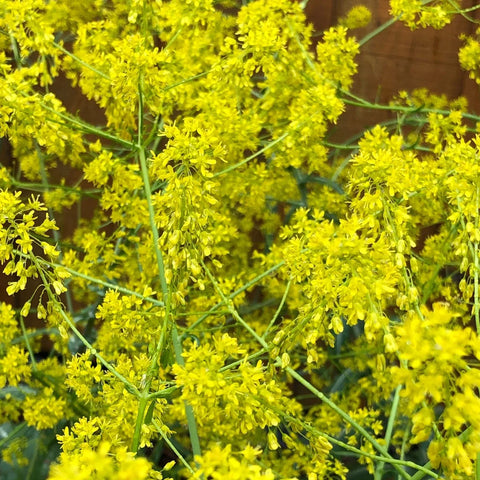 Woad, Dyer's (Organically Grown Seeds)