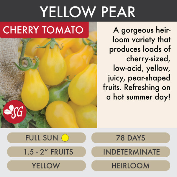 Yellow Pear - Tomato Plant Pre-Order 2026