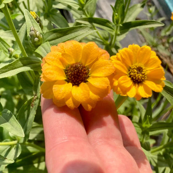 Zinnia, Peruvian Yellow (Certified Orgsanic Seeds)