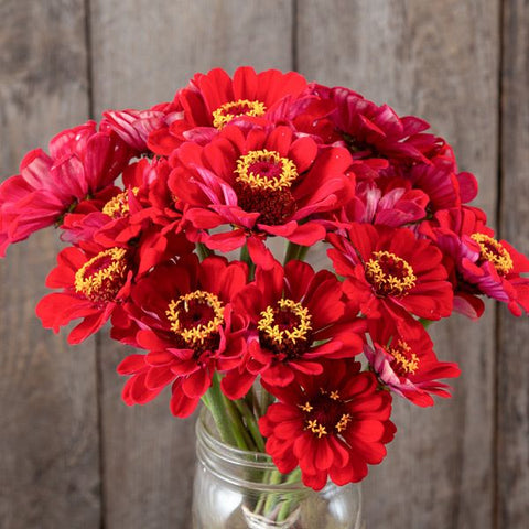 Zinnia, Meteor (Certified Organic Seeds)