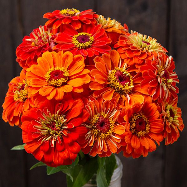 Zinnia, Orange (Certified Organic Seeds)