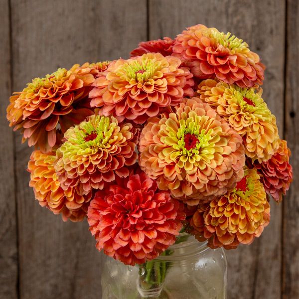 Zinnia, Queeny Lime Orange (Certified Organic Seeds)