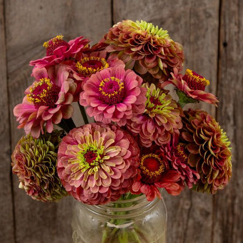 Zinnia, Queeny Lime Red (Certified Organic Seeds)
