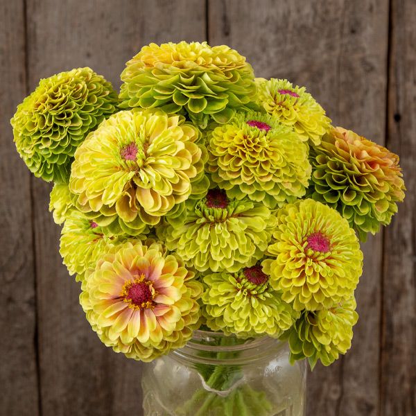Zinnia, Queeny Lime with Blotch (Certified Organic Seeds)