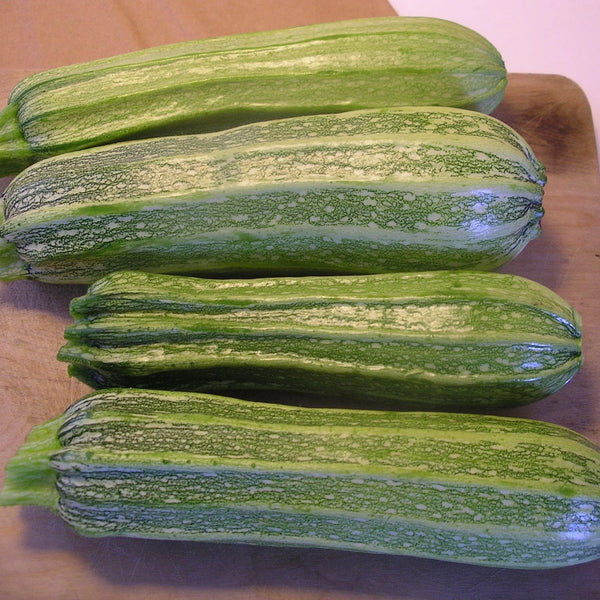 Zucchini, Costata Romanesca (Certified Organic Seeds)