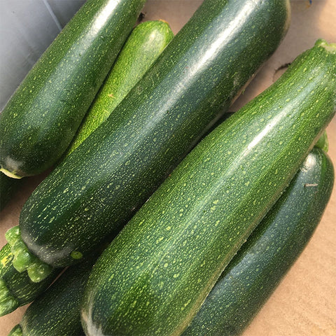 Zucchini, Dark Green (Certified Organic Seeds)