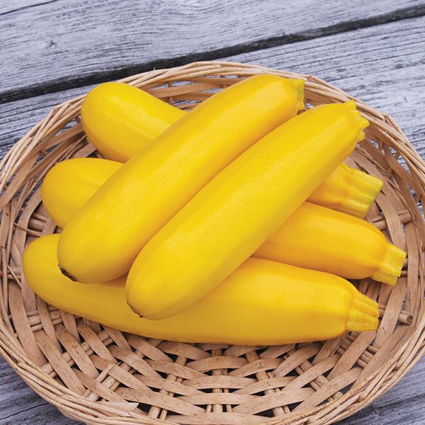 Zucchini, Yellowfin F1 (Certified Organic Seeds)