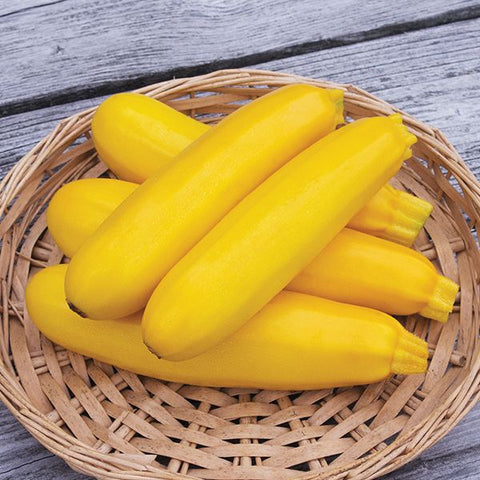 Zucchini, Yellowfin F1 (Certified Organic Seeds)