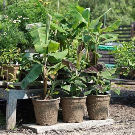 Live Plant - Banana, Dwarf Cavendish (Edible)