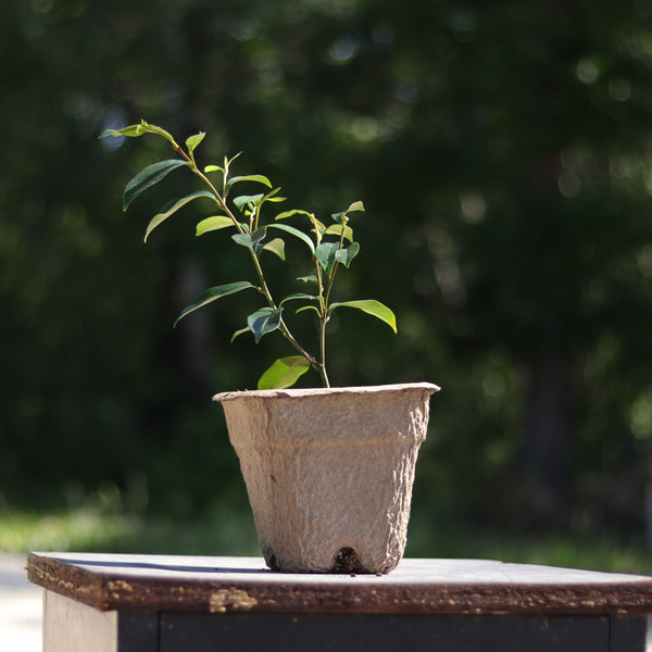 Live Plant - Banana Shrub