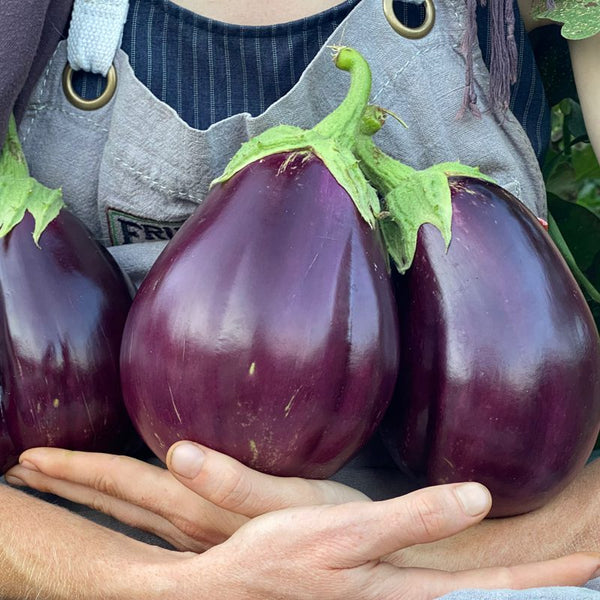 Seeds - Eggplant, Black Beauty OG (F)