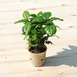 Live Plant - Coffee Plant