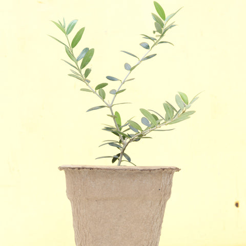 Live Plant - Arbequina Olive (Fruiting)