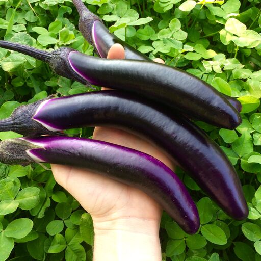 Seeds - Eggplant, Ping Tung Long OG (F)