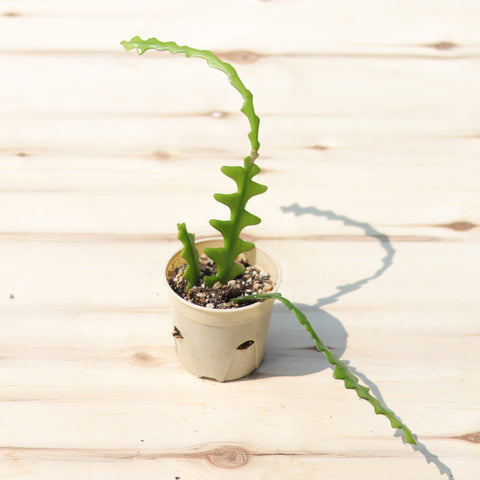 Live Plant - Ric Rac Plant (Fishbone Cactus)