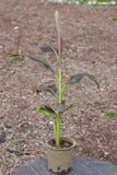 Live Plant - Banana, Siam Ruby