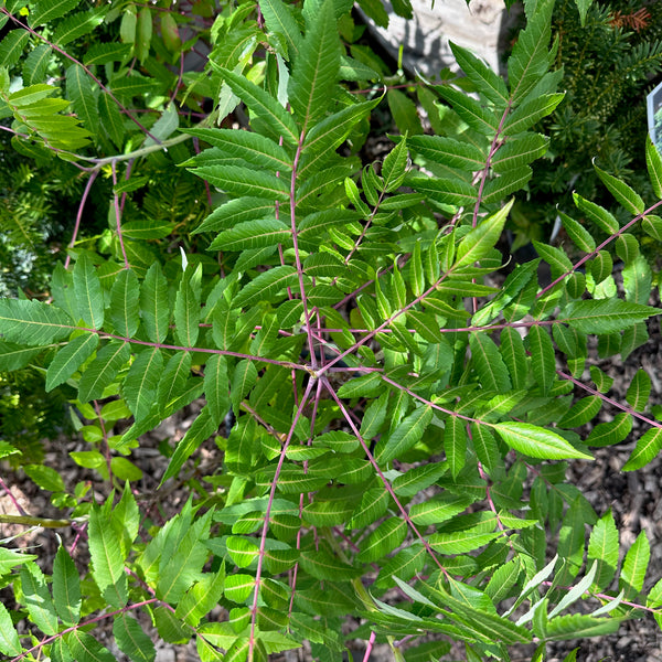 (ornamental) Smooth Sumac - Mid-Summer SALE