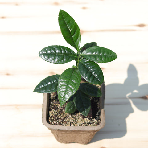 Live Plant - Tea Plant (Camellia sinensis)