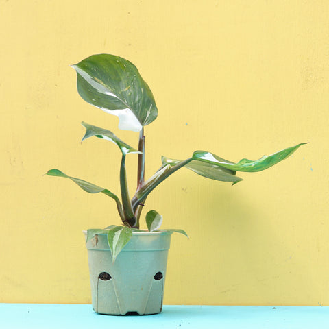 Live Plant - Philodendron, White Knight
