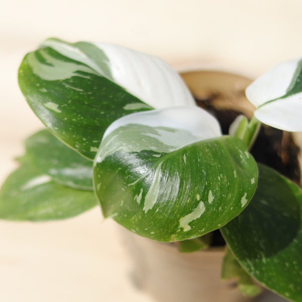 Live Plant - Philodendron, White Wizard