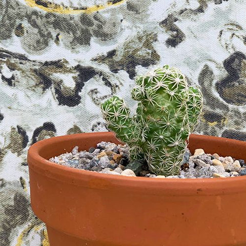 Cactus Snowcap - Live Plant