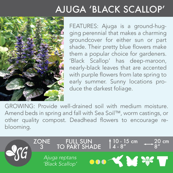 Live Plant - Ajuga, Black Scallop