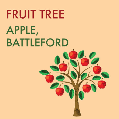 Apple, Battleford - 5-6 ft. - ORCHARD PREORDER FOR LATE MAY 2024