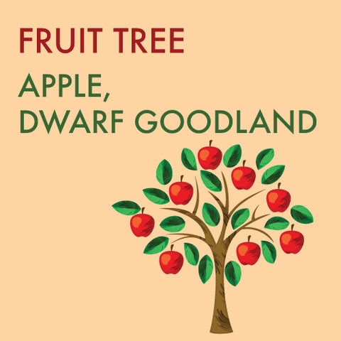 Apple, Dwarf 'Goodland' - 5-6 ft. ORCHARD PREORDER FOR LATE MAY 2024