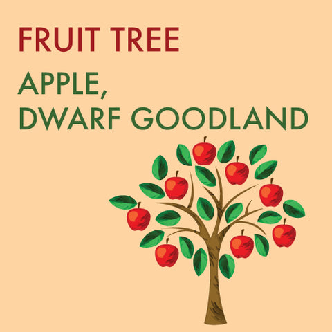 Apple, Dwarf Goodland (7-gallon)