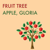 Apple, Gloria (7-gallon)