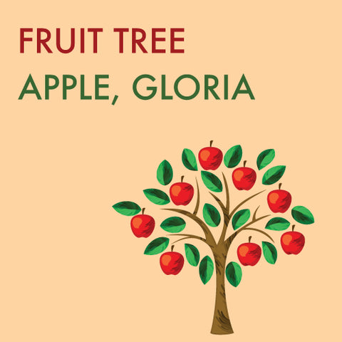 Apple, Gloria (7-gallon)