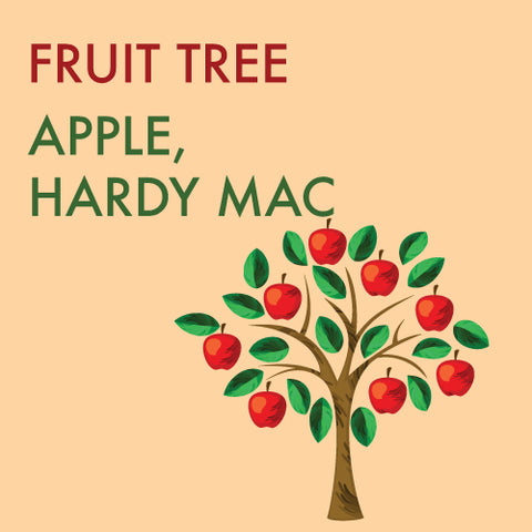 Apple, Hardy Mac - 5-6 ft. ORCHARD PREORDER FOR LATE MAY 2024