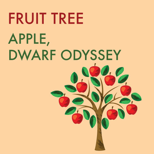 Apple, Dwarf 'Odyssey' - 5-6 ft. ORCHARD PREORDER FOR LATE MAY 2024