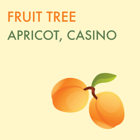 Apricot,  "Durgarfield" Casino' (Self Pollinating) - 5-6 ft. ORCHARD PREORDER FOR LATE MAY 2024