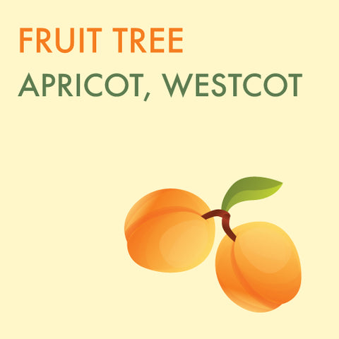 Apricot, 'Westcot' - 5-6 ft. ORCHARD PREORDER FOR LATE MAY 2024