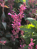 Agastache Collection - Set of 5 in root developer pots