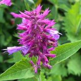 Agastache Collection - Set of 5 in root developer pots