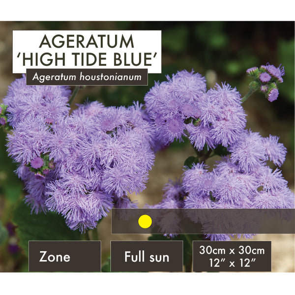 Live Plant - Ageratum, High Tide Blue