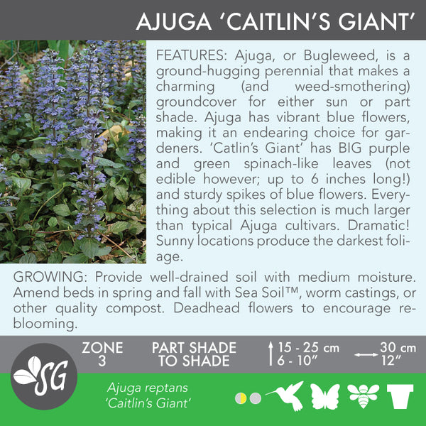 Live Plant - Ajuga, Caitlin's Giant