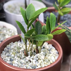 ZZ Akebono- Live Plant | Sage Garden