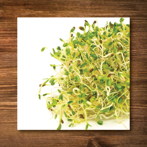 Alfalfa Sprouting Seeds - Certified Organic