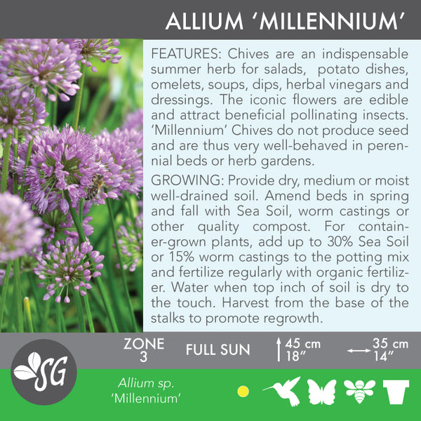 Live Plant - Allium, Millennium