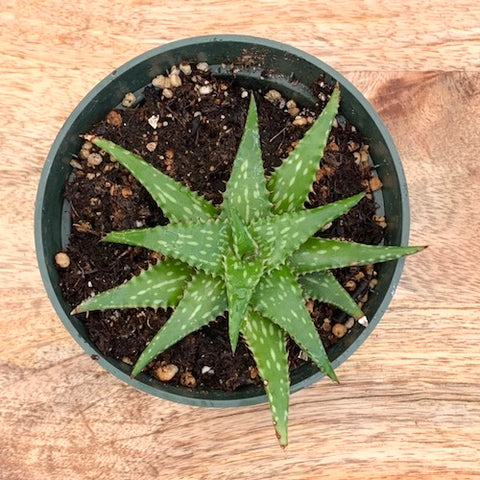 Aloe Mitriformis - Live Plant