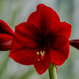 Bulbs (Indoor) - Amaryllis 'Black Pearl' - PRE-ORDER FOR FALL 2025