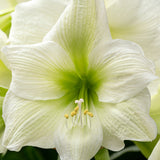 Bulbs (Indoor) - Amaryllis 'Fantasy' - PRE-ORDER FOR FALL 2025